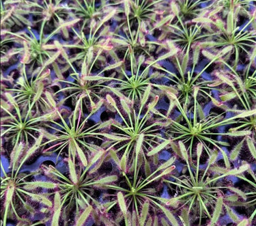 Drosera Capensis Mini Red