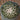 Grafted Coryphantha elephantidens spineless cactus with smooth tubercles and pink flowers