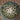 Coryphantha elephantidens spineless cactus with smooth tubercles and pink flower, grafted 3-inch pot
