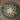 Coryphantha elephantidens spineless cactus with smooth tubercles and pink flower, grafted 3-inch pot