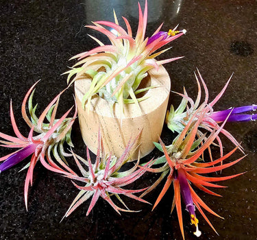 Tillandsia ionantha Rubra jellyfish air plant with red and purple hues