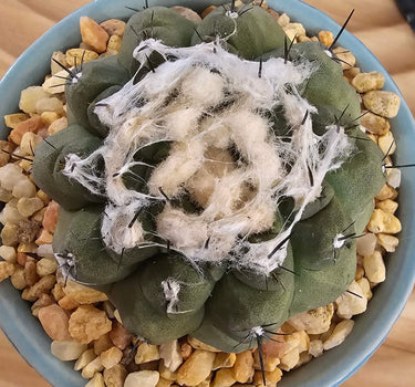 Copiapoa hypogaea Barquitensis silver-gray rounded succulent cactus with dark spines and matte finish