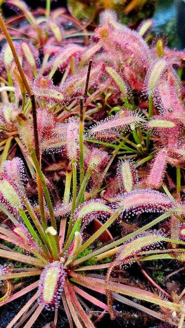 Drosera capensis Mini Red carnivorous sundew with deep crimson sticky tentacles close-up