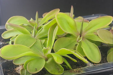 Pinguicula emarginata × hemiepiphytica hybrid butterwort with glossy rosette and delicate vibrant flowers