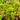 Close-up of Venus Flytrap ‘Chinese Dumpling’ with rounded, dumpling-shaped traps