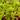 Venus Flytrap Chinese Dumpling with rounded traps catching insects close-up