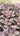 Echeveria ‘Benitukasa’ pastel rosette succulent with minty-lavender and pink hues, sunlit and symmetrical