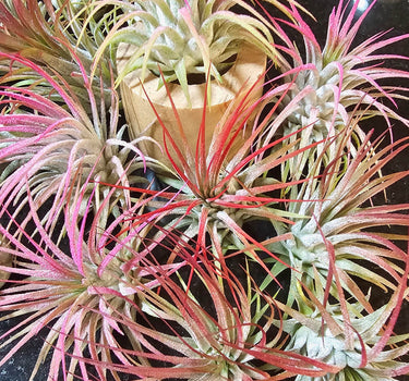 Tillandsia ionantha Jellyfish Air Plant with red and pink hues and purple blooms on silvery-green leaves