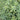 Sedum pachyphyllum Jelly Bean Sedum cutting with plump blue-green leaves tipped pink-red