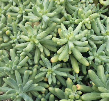 Sedum pachyphyllum Jelly Bean Sedum cutting with plump blue-green leaves tipped in pink and red