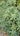 Sedum pachyphyllum Jelly Bean Sedum cutting with plump blue-green leaves tipped in pink and red
