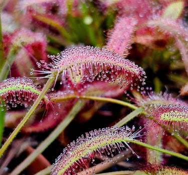 Close-up of Drosera capensis 'Mini Red' carnivorous sundew with deep crimson sticky tentacles