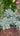 Three Graptopetalum paraguayense Ghost Plant succulent cuttings with pastel rosette leaves