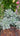 Three Graptopetalum paraguayense Ghost Plant succulent cuttings with pastel rosette leaves