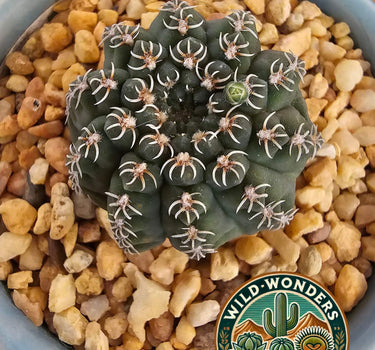 Gymnocalycium quehlianum cactus with rounded ribs and delicate pale pink flowers
