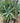Aloe arborescens cutting with fiery coral torch aloe flowers and spiky succulent leaves