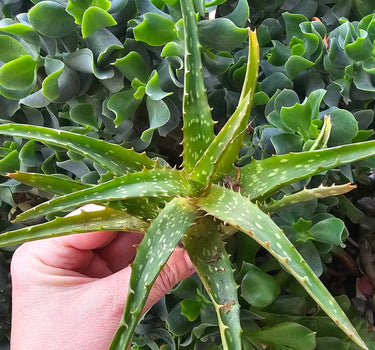 Aloe dorotheae Sunset Aloe cutting with fiery orange and red color-changing leaves