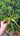 Aloe dorotheae Sunset Aloe cutting with fiery color-changing triangular leaves