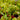 Venus Flytrap Chinese Dumpling with rounded traps catching insects in a small pot