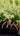 Drosera capensis Alba with lime-green leaves and white tentacles covered in dew droplets