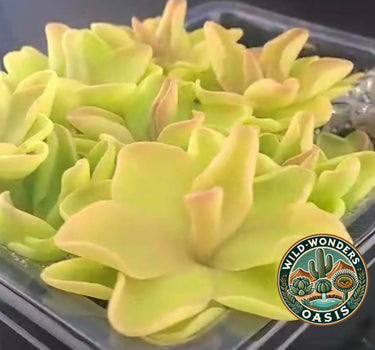 Pinguicula ‘Pirouette’ pastel butterwort with soft green leaves and delicate pink flowers on slender stems