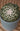 Smooth spineless Coryphantha elephantidens cactus with geometric tubercles and pink flower, grafted for enhanced growth