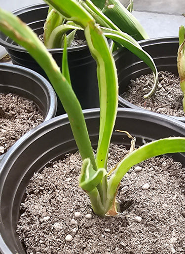 Mangave ‘Snow Leopard’ succulent with spotted burgundy-purple leaves on silver background