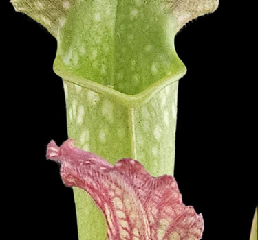 Close-up of a pitcher plant with a green leaf and pink interior on a black background