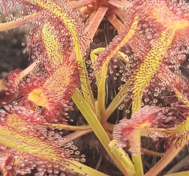 Close-up of a sundew plant with drooping red leaves on a dark background
