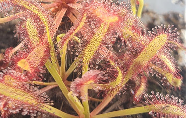 Close-up of a sundew plant with drooping red leaves on a dark background