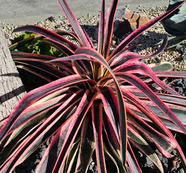Mangave ‘Snow Leopard’ succulent with spotted silver and burgundy-purple leaves in a sculptural rosette pattern