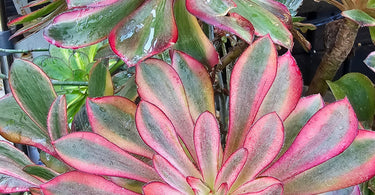 succulent plants showing seasonal care tips for spring, summer, fall, and winter growth stages