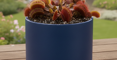 Close-up of a Venus flytrap showing blackened traps due to natural causes and care tips for common Venus flytrap causes