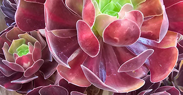 Aeonium Care Guide: The Drama Queen of Succulents (And We Mean That as a Compliment)