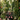 Rare & Collector Plants: What Makes a Plant Actually Rare
