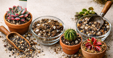 Various pots with drainage holes suitable for succulents and cacti including terracotta, plastic, and glazed ceramic options