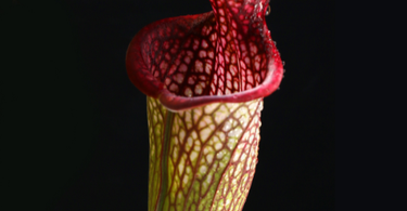 Two different pitcher plants, Nepenthes and Sarracenia, showcasing care differences for home growing