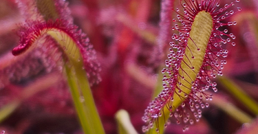 Close-up of hands dividing Venus flytrap rhizomes to propagate carnivorous plants