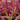 Close-up of hands dividing Venus flytrap rhizomes to propagate carnivorous plants