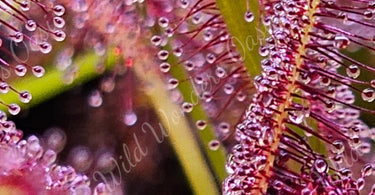 Indoor carnivorous plants thriving under full-spectrum LED grow lights with humidity trays and distilled water setup