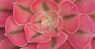 Close-up of a healthy Aeonium succulent with vibrant rosettes, illustrating seasonal care and propagation tips from the Aeonium Care Guide
