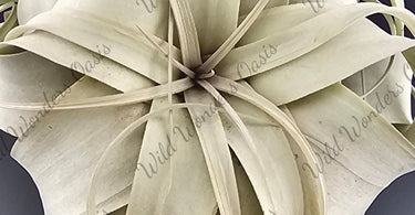 🌪️ Tillandsia Xerographica: The Queen of the Air Plant Kingdom
