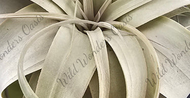 Tillandsia Xerographica Care Guide: How to Keep the Queen of Air Plants Thriving (No Soil Required, No Drama Included)