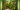 carnivorous plants