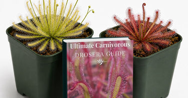 Close-up of carnivorous plants trapping fungus gnats for natural pest control indoors