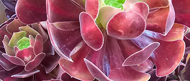 Close-up of a vibrant Aeonium succulent with bold rosettes showcasing dramatic color shifts, perfect for an Aeonium care guide.