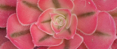 Close-up of a healthy Aeonium succulent with vibrant rosettes, illustrating seasonal care and propagation tips from the Aeonium Care Guide