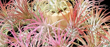 Tillandsia air plants displayed on driftwood and in seashells for creative indoor care and watering guide.