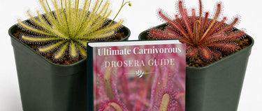 Carnivorous plant water guide infographic showing why pure water is essential for healthy growth
