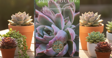 Succulent plant being watered thoroughly using soak and dry method in a terracotta pot